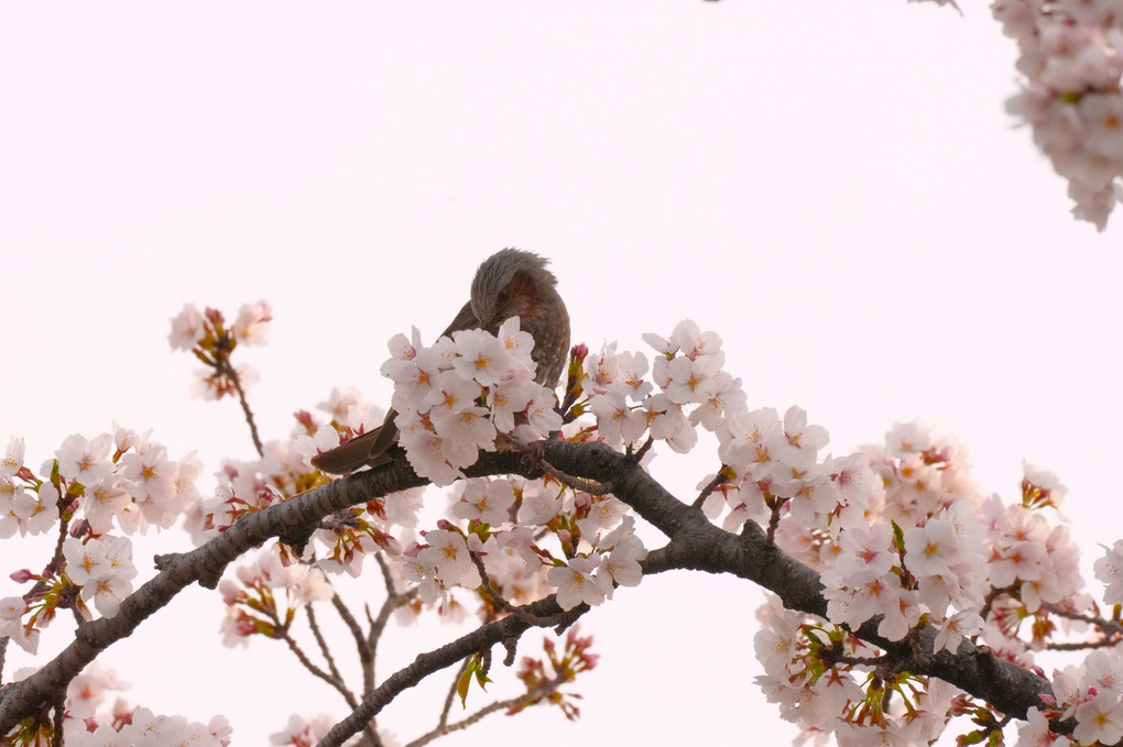桜咲く枝で!!