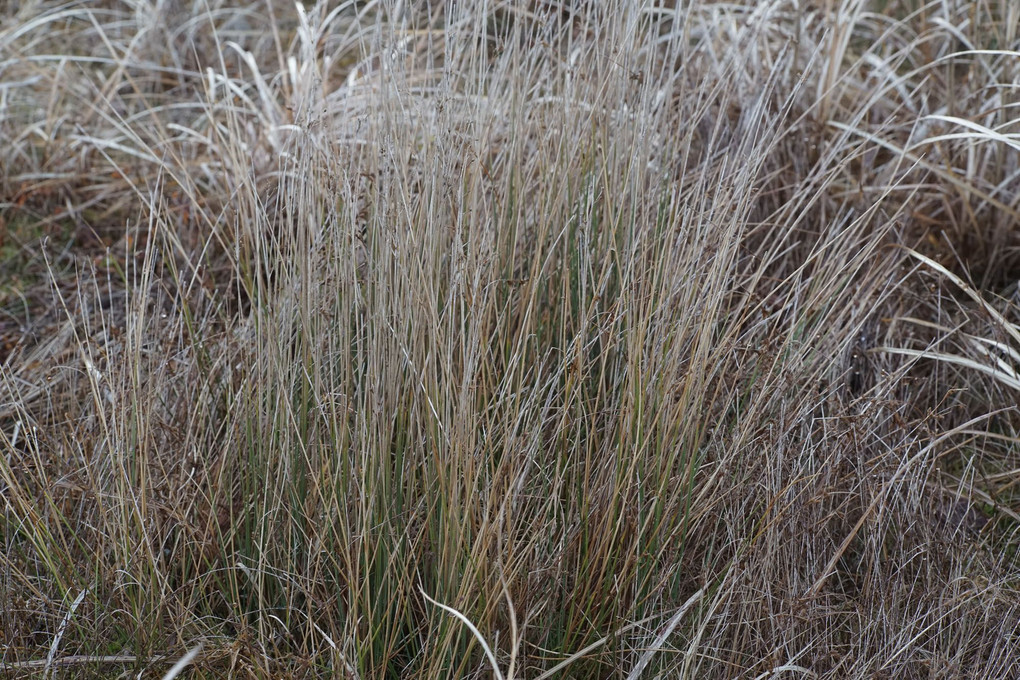 春近き山の平の草ぐさ