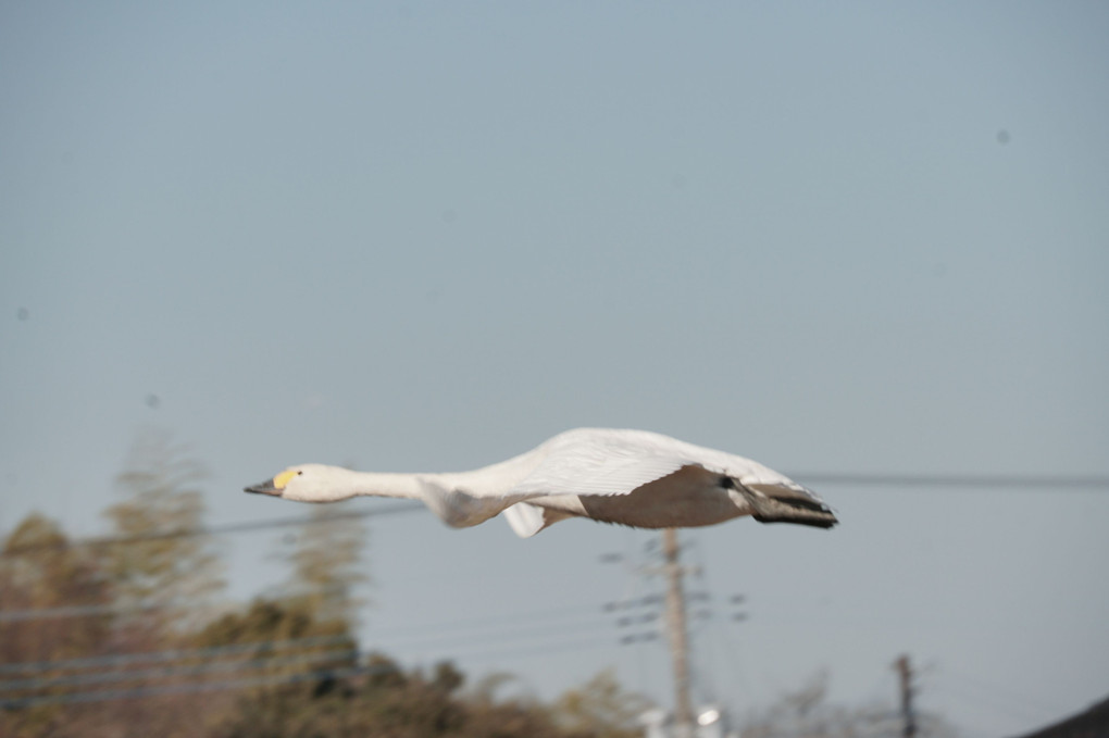 白鳥の郷で飛ぶ白鳥