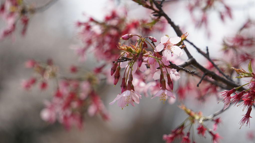 小石川植物園の早春桜