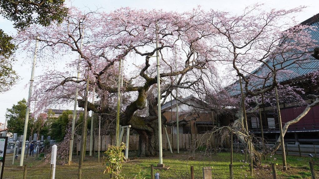 般若院の枝垂桜