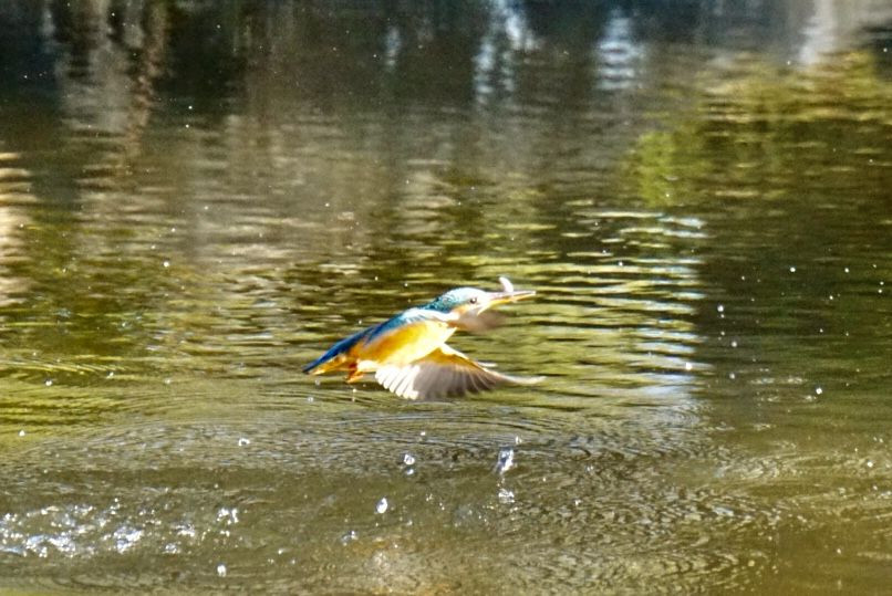 お魚咥えたカワセミ