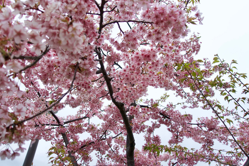 はじめての桜撮影