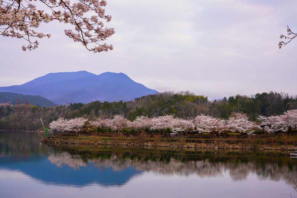 恵那峡の桜