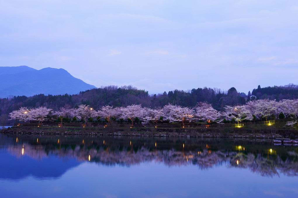 恵那峡の桜