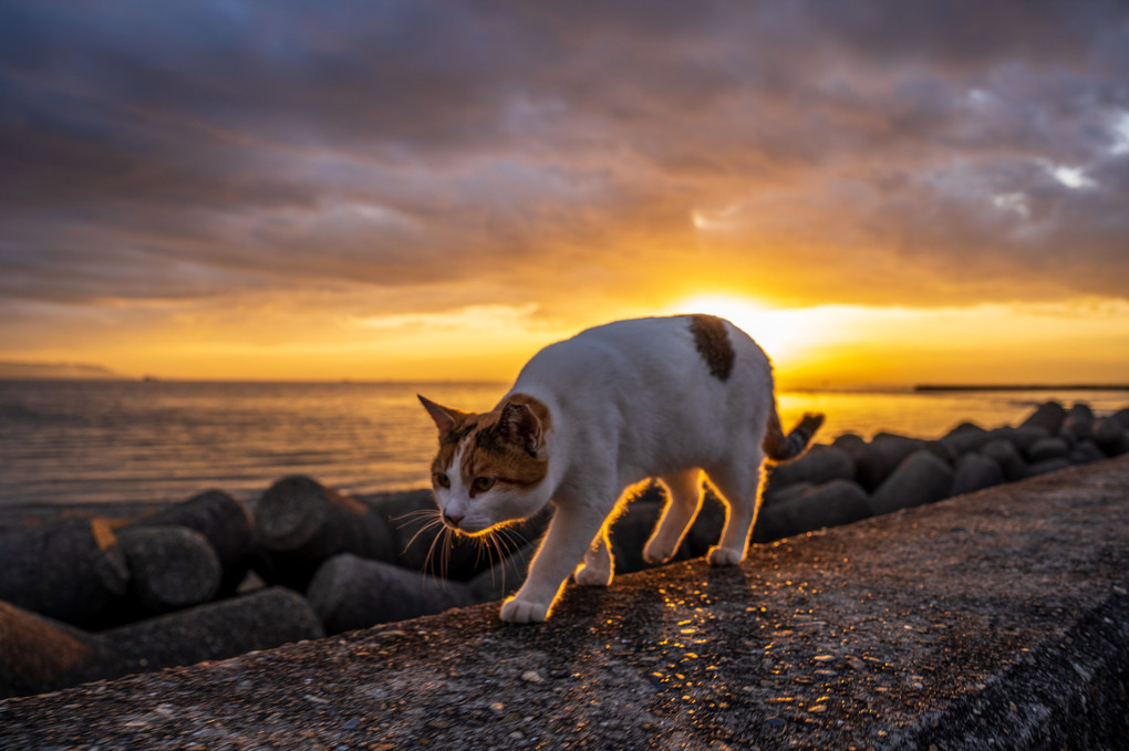 猫と防波堤と夕陽