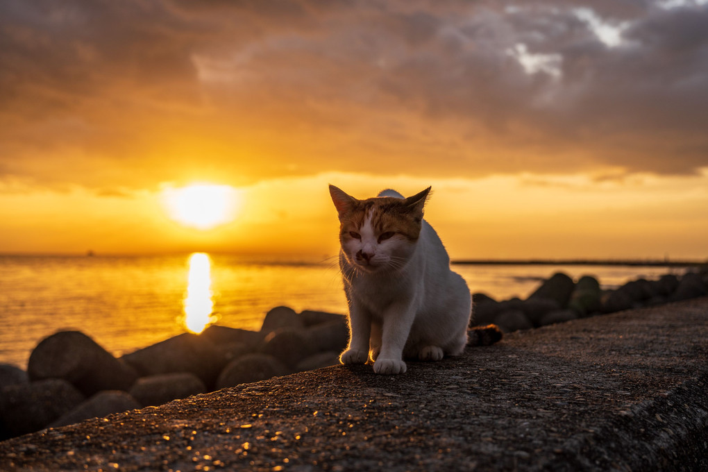 猫と防波堤と夕陽