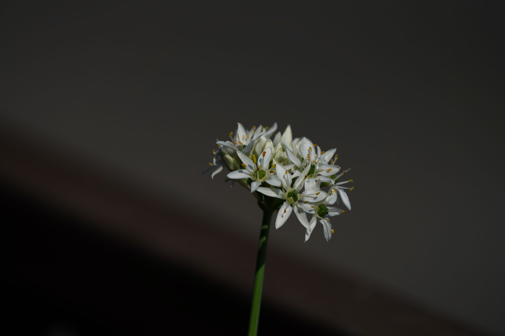 Allium tuberosum 