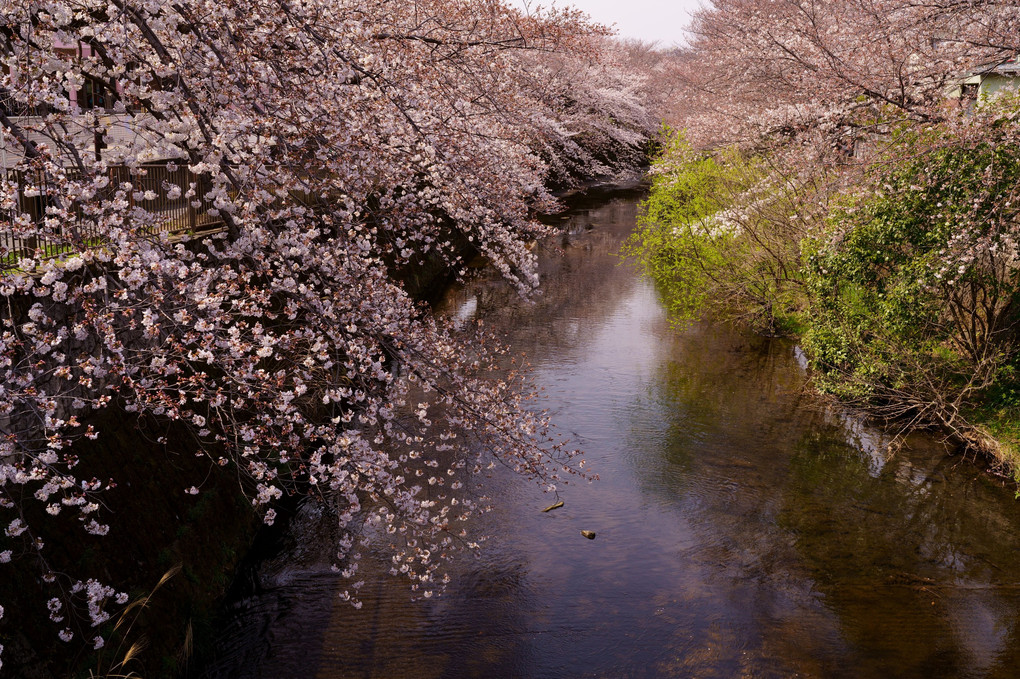 恩田川の桜 2021