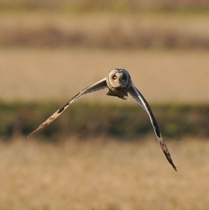 コミミズクの飛翔