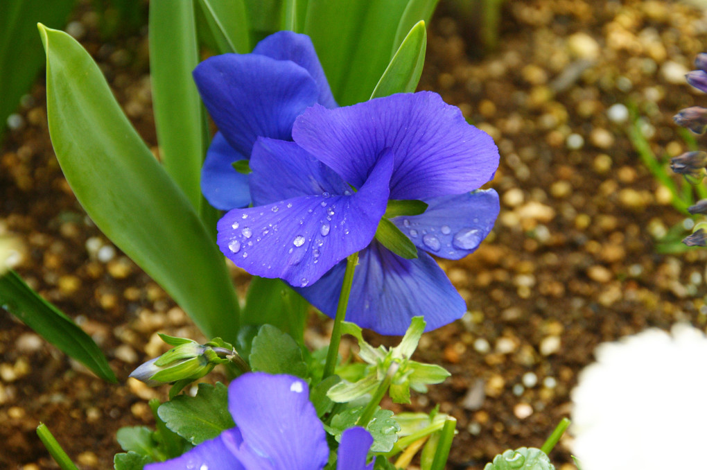 一番近くの撮影スポット　庭の花