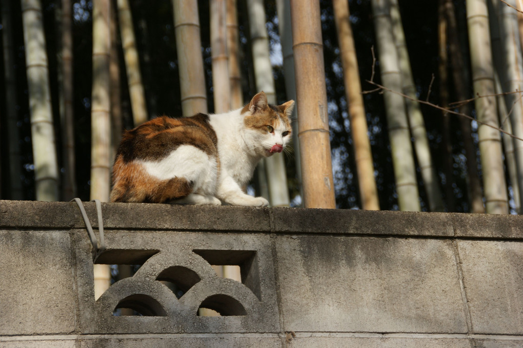 今年も塀の上から＼コンニチワ／(≧▽≦)