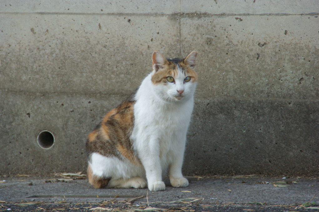 塀の上から猫まっしぐら(≧▽≦)