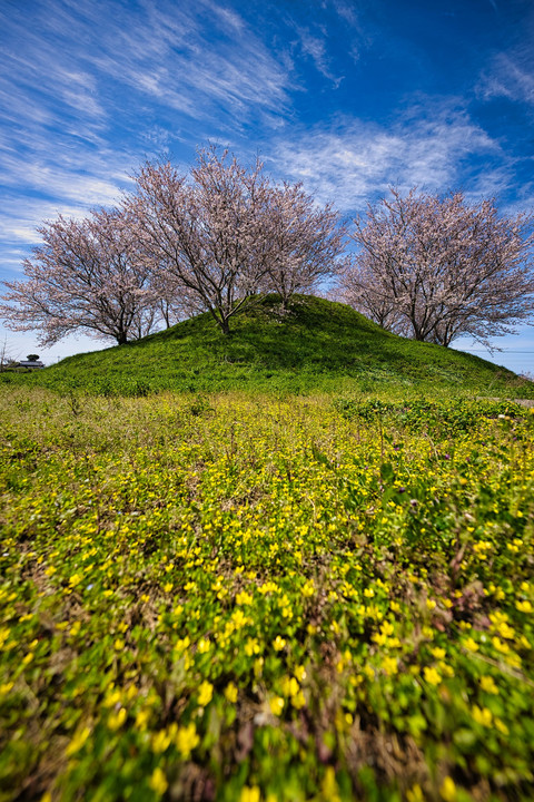 糸島の春