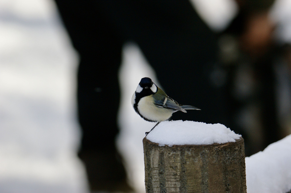 札幌　円山公園の野鳥たち１月２６日