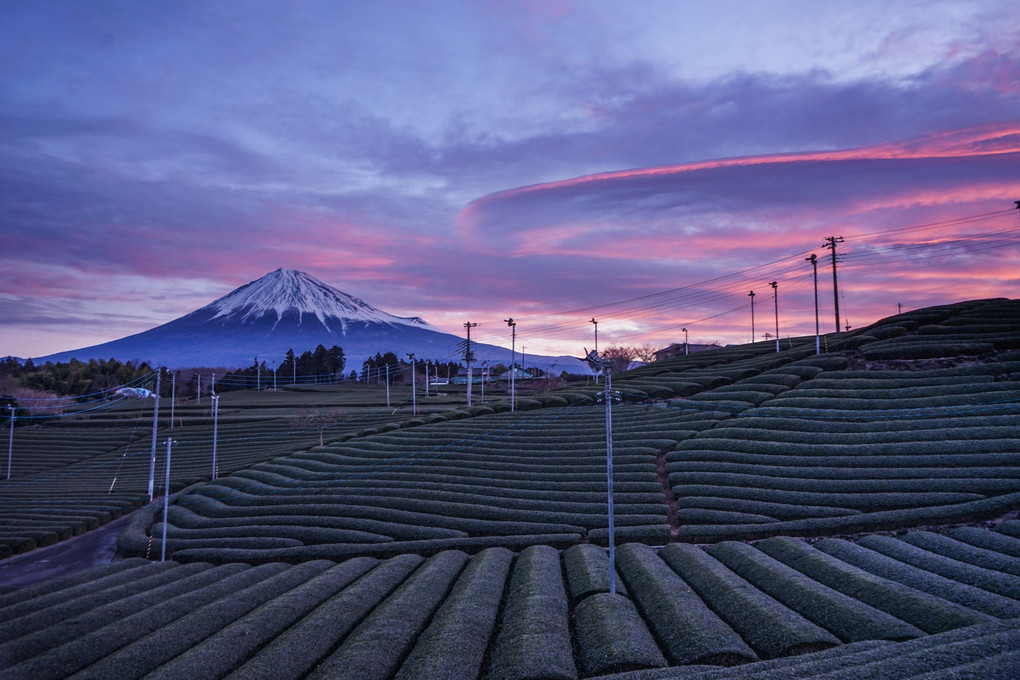 朝焼け吊るし雲と茶畑と富士山