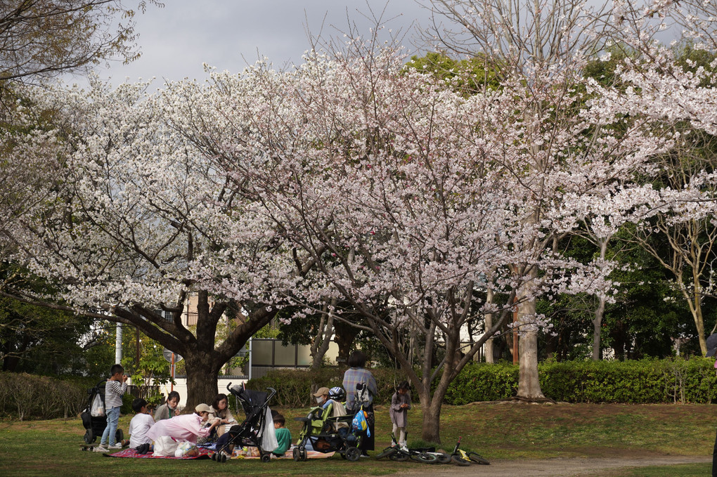 桜の団居