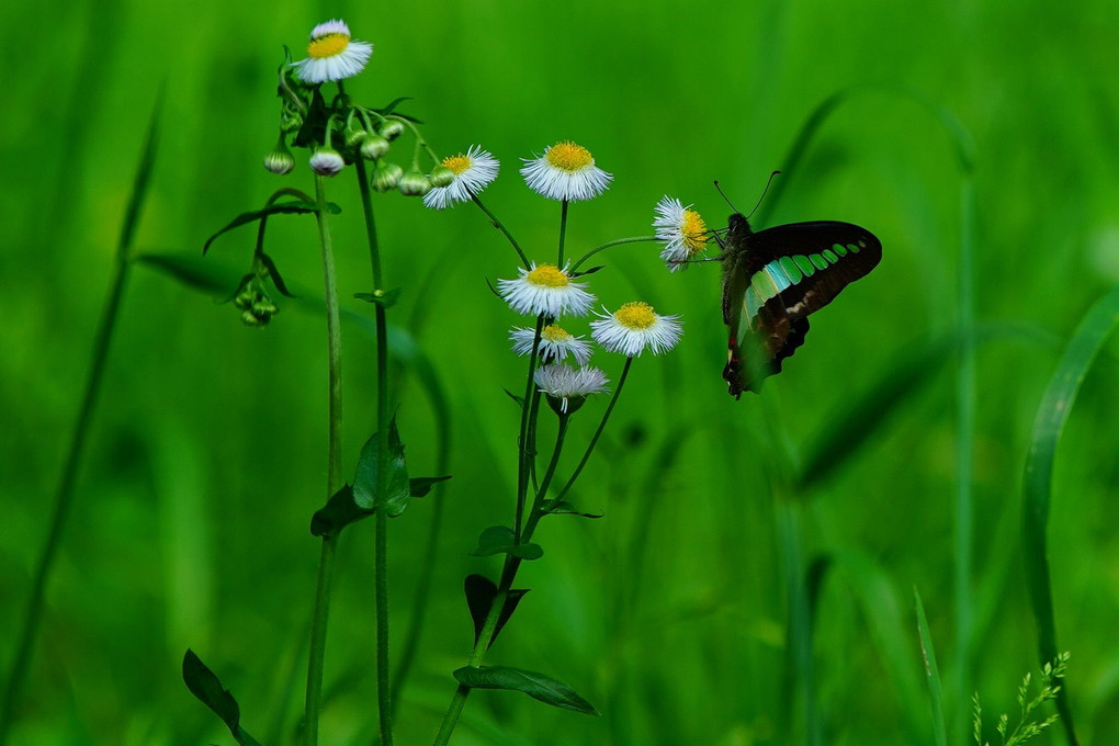 春の蝶々