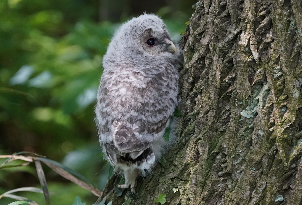 フクロウ雛　木登り中‼