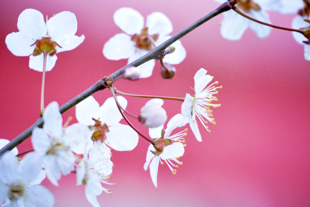 早咲きの桜？