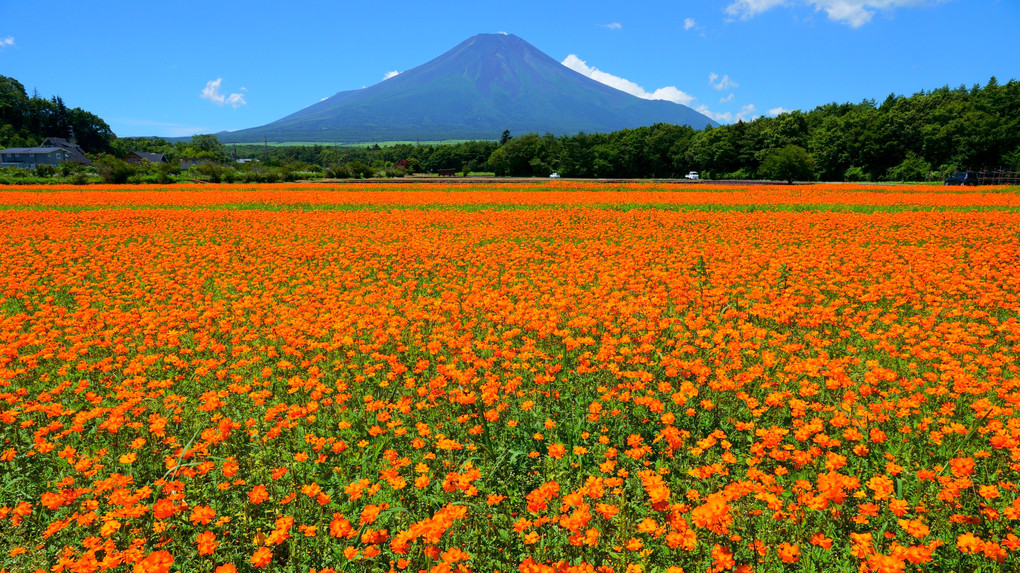 コスモス畑と富士山