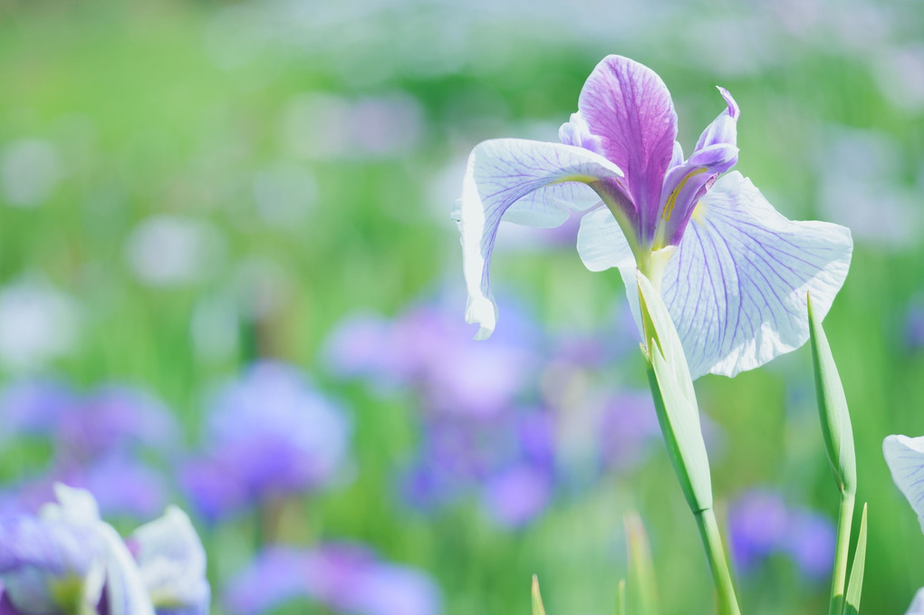 花菖蒲