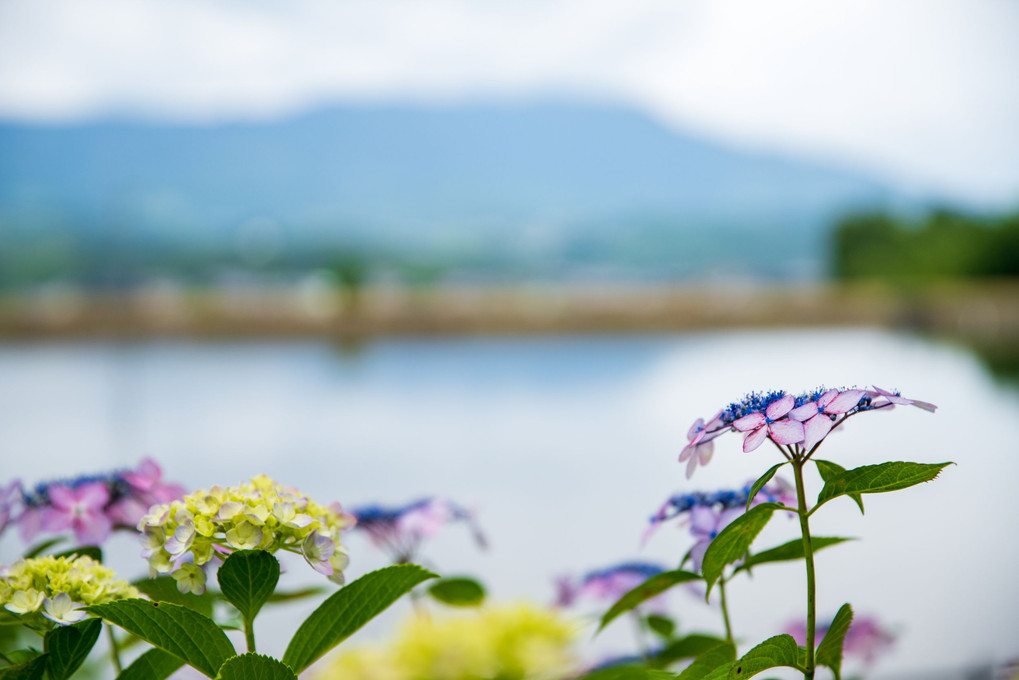 池に映える紫陽花