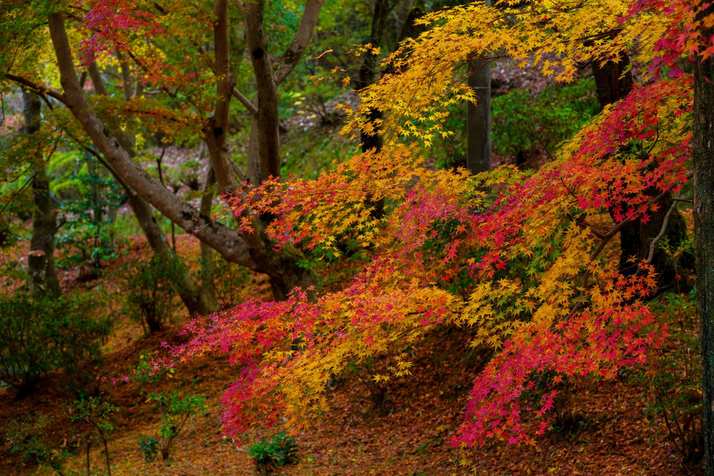 紅黄葉