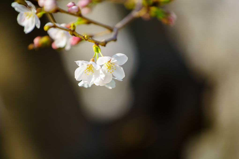 咲き始めた桜