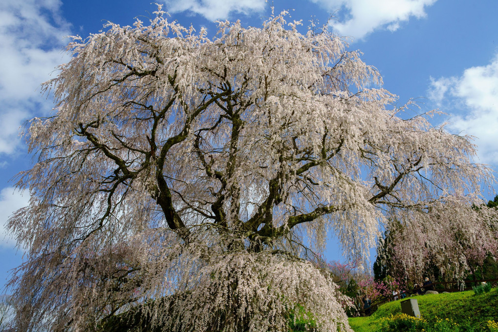 又兵衛桜