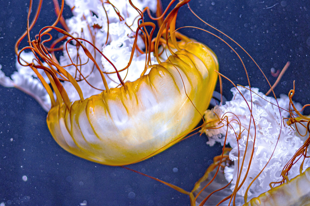 mysterious jellyfish