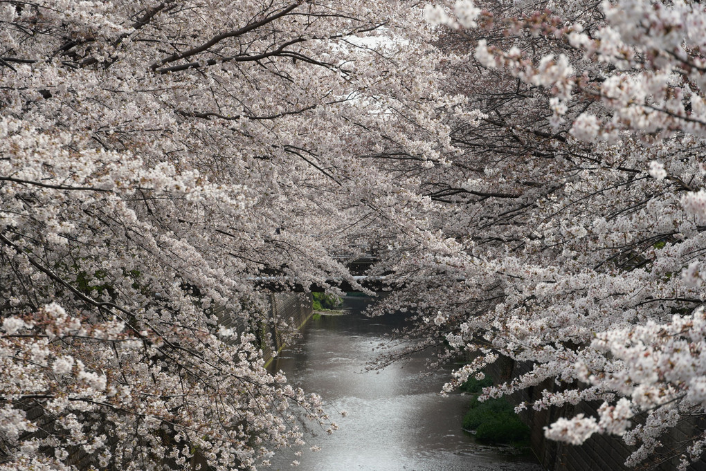 石神井川沿いの桜並木