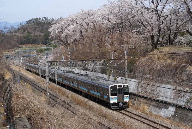 中央東線211系普通列車と勝沼の桜