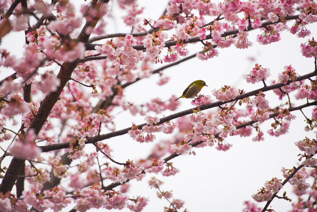熱海・早咲き桜