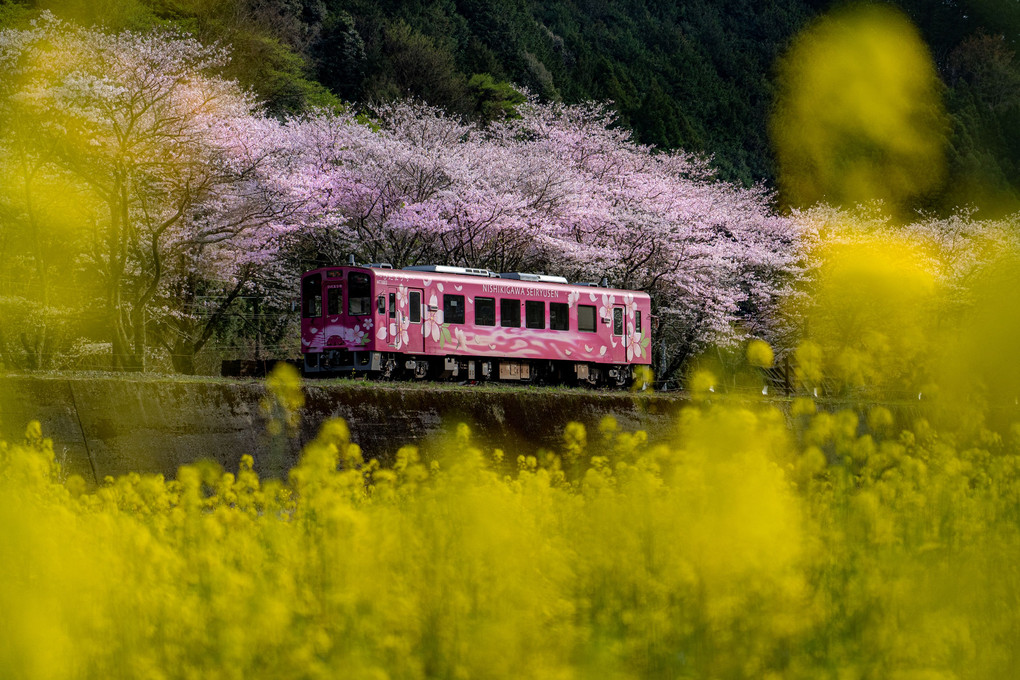 南河内駅　菜の花と桜　2