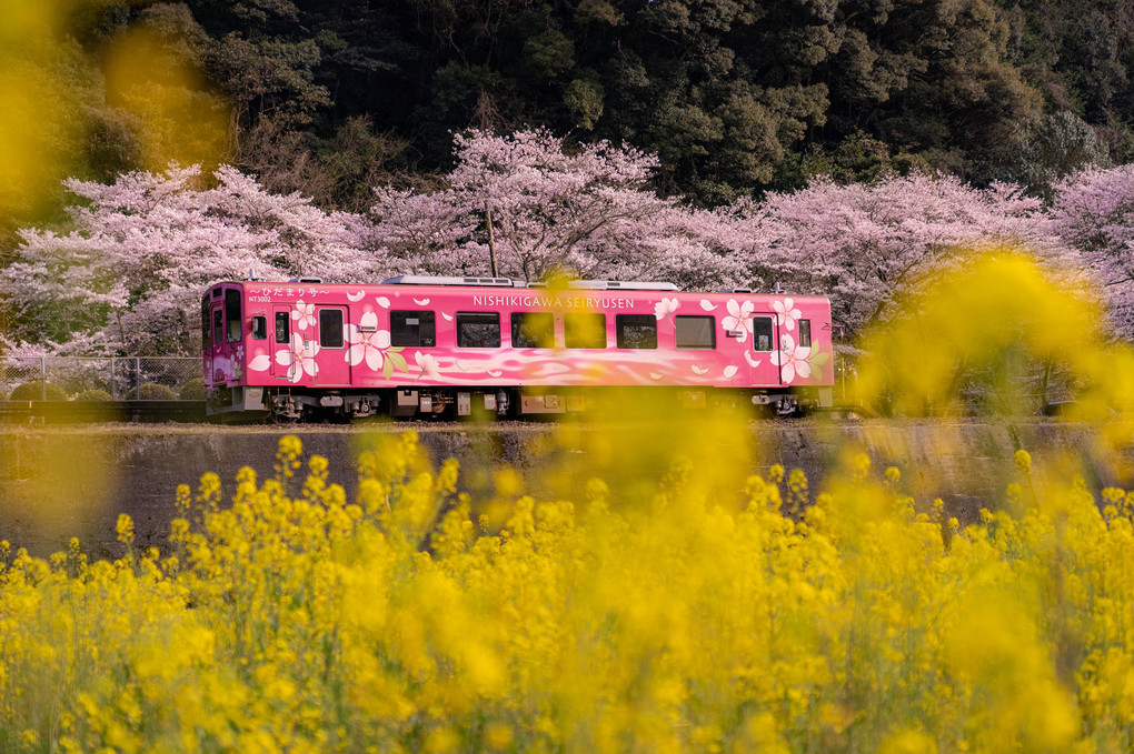 南河内駅　菜の花と桜　2