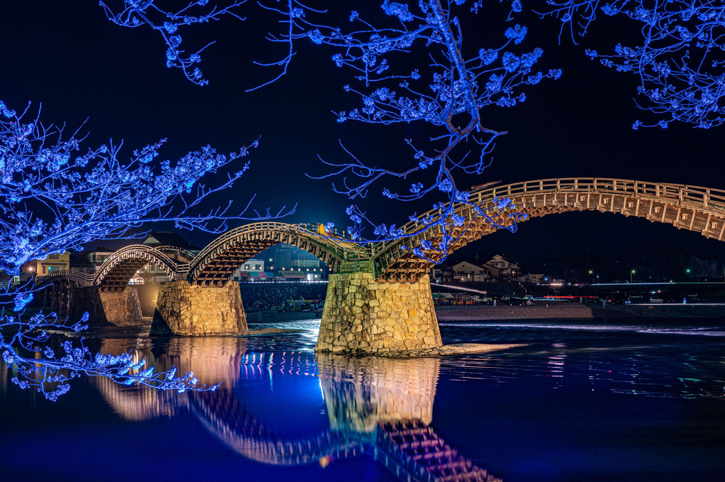 錦帯橋　桜のライトアップ
