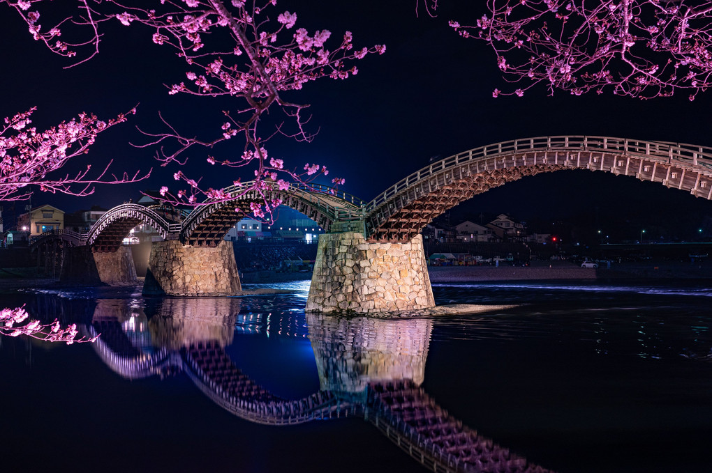 錦帯橋　桜のライトアップ