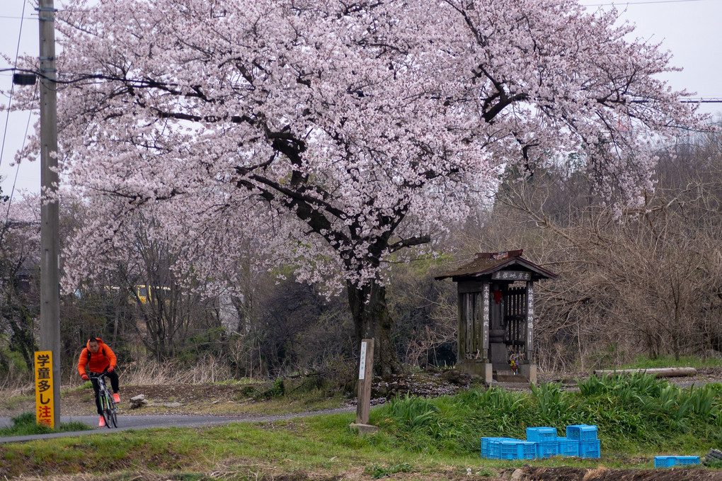 吉原地蔵一本桜②