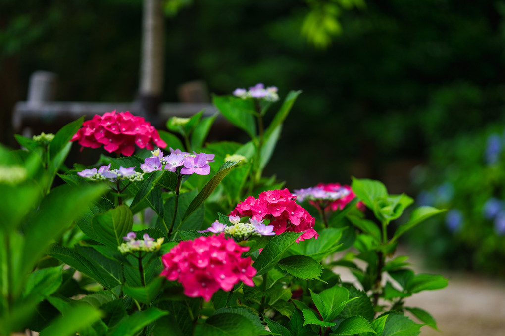 長弓寺の紫陽花