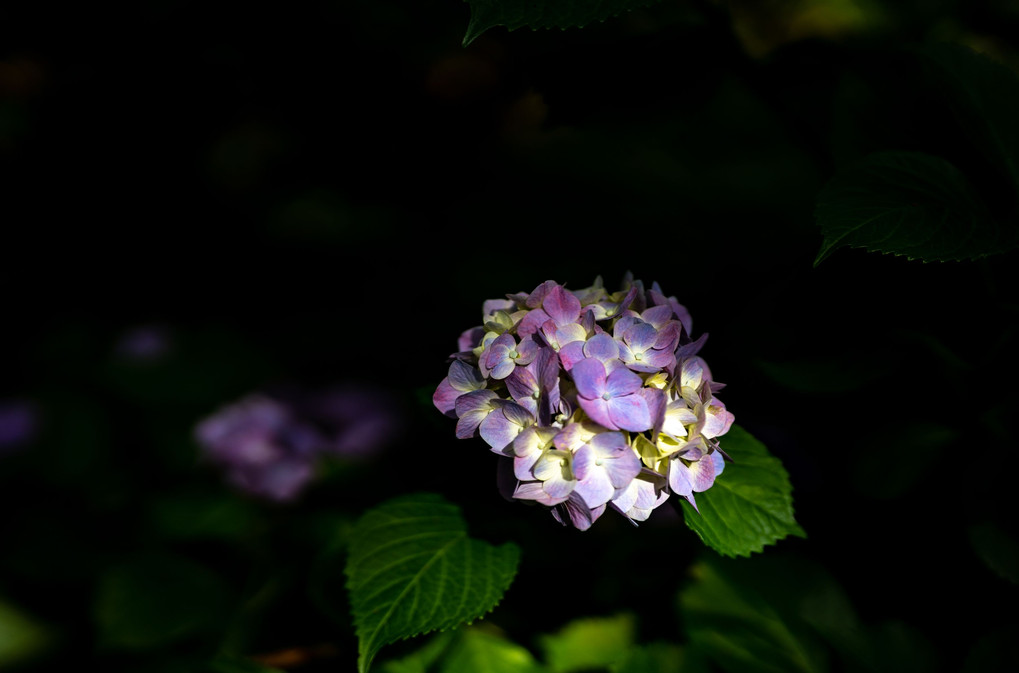 ムラサキの紫陽花
