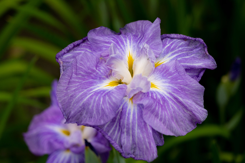 花菖蒲