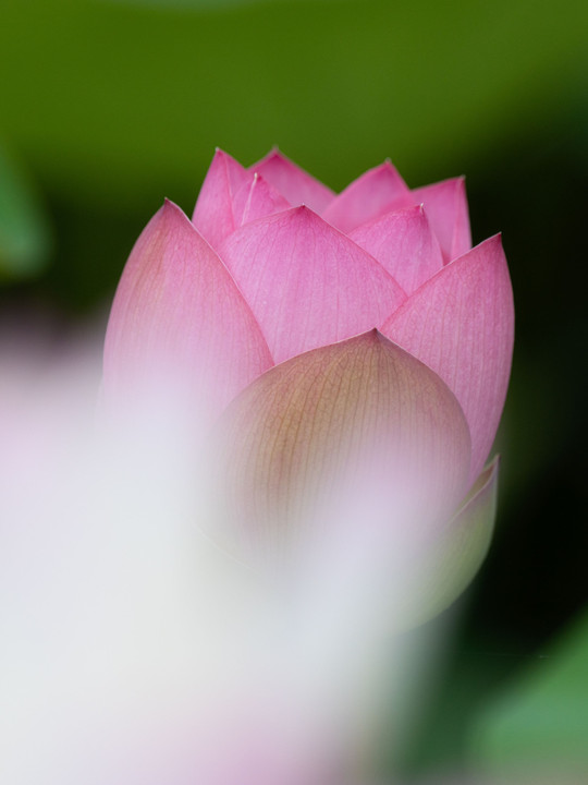 咲きかけのハスの花