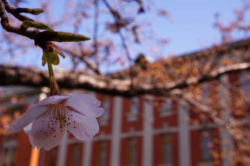桜と市政資料館