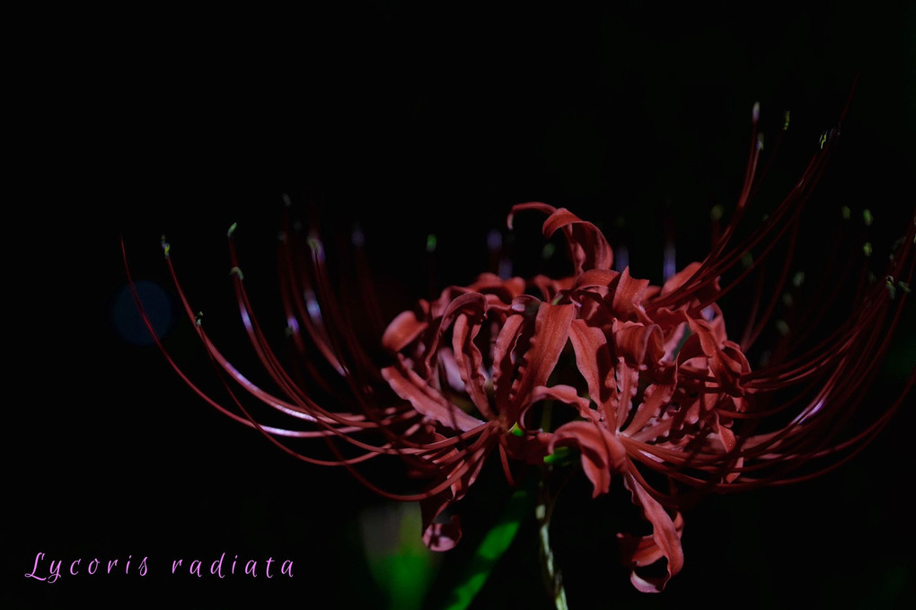 Lycoris radiata (彼岸花)
