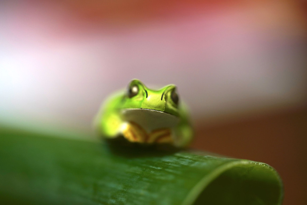  Japanese leek with frog