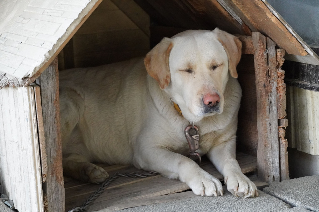 うちの愛犬