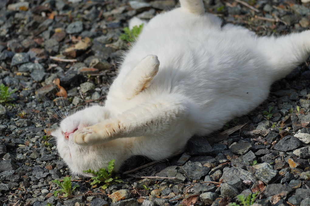 我が家の猫