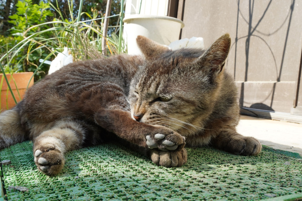 我が家の猫