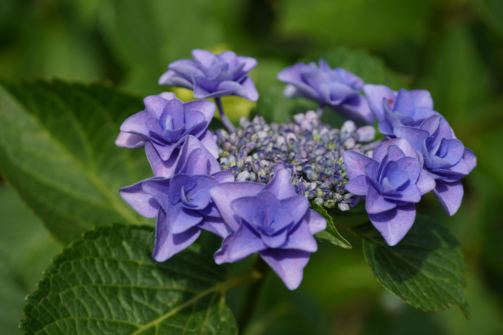 庭に咲く紫陽花